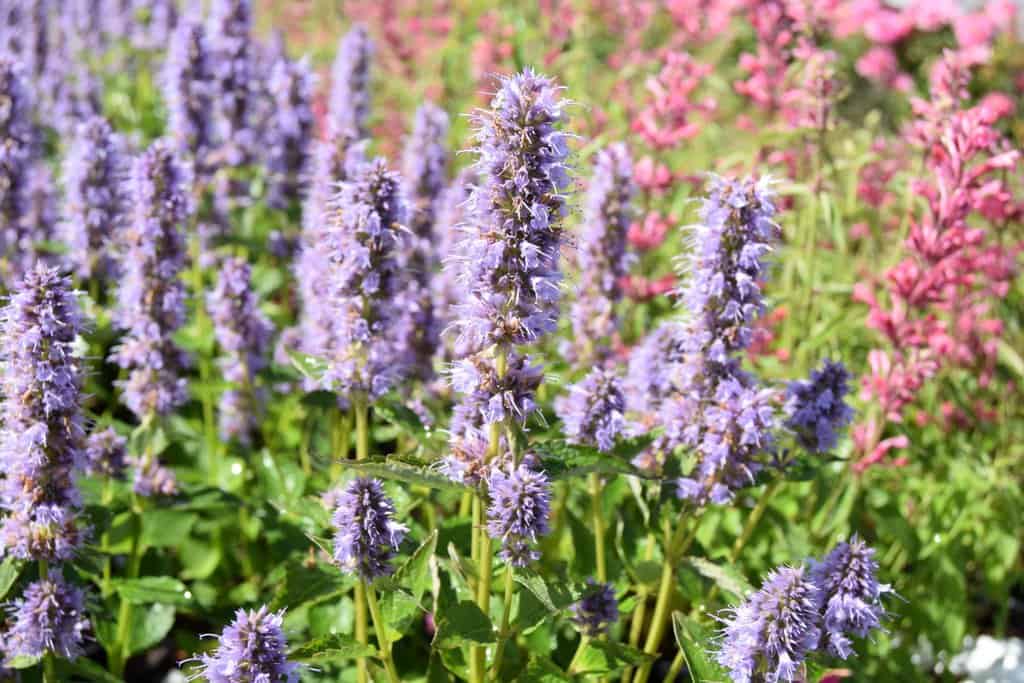 Agastache 'Blue Fortune' ---